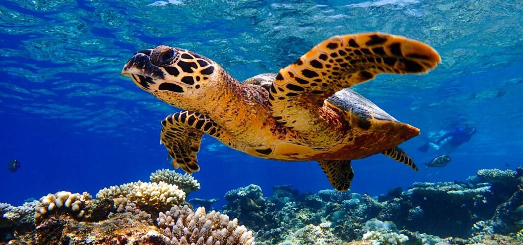 baros maldives experiance turtle