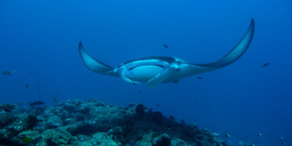 milaidhoo