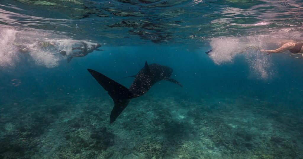 amazing snorkeling in maldives